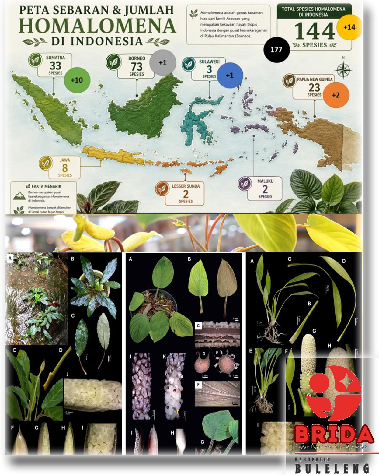 29 Flora Baru di Indonesia