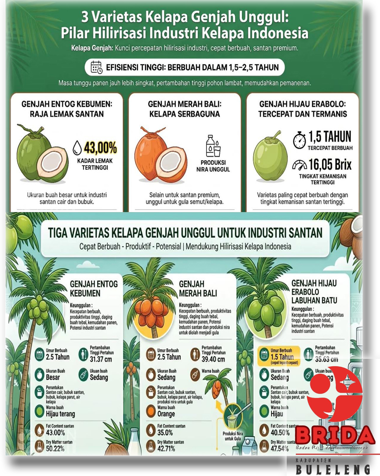 3 Varietas Kelapa Genjah Unggul